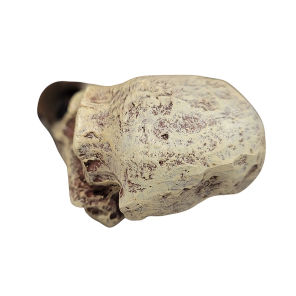 Raven Skull Hideout Bird Gothic Figurine 6 inch Sturdy Solid Decor Pet - Picture 2 of 7